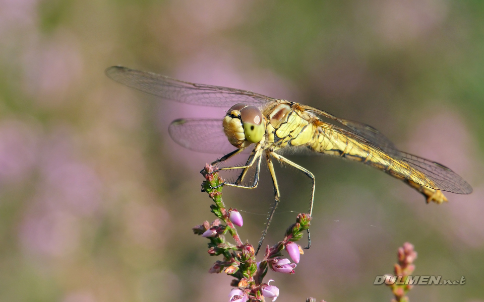 Moustached Darter (Female, Sympetrum vulgatum)